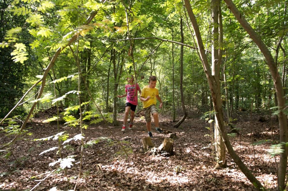 DeGeeleBosch20 (Small)