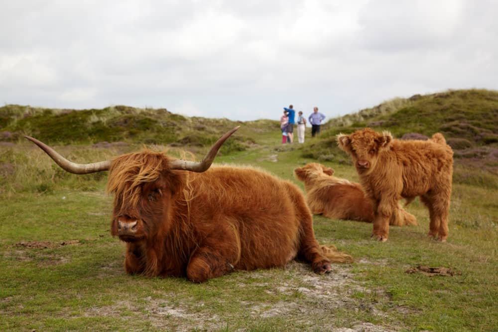 Hooglanders