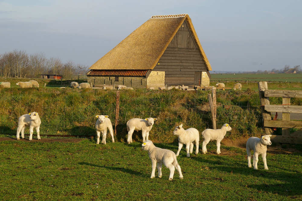 Sheep pen