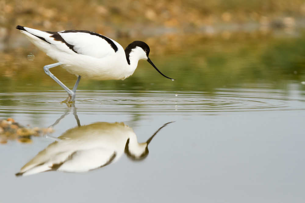 Avocet