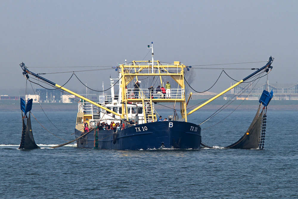 Oudeschild, fishing schrimps