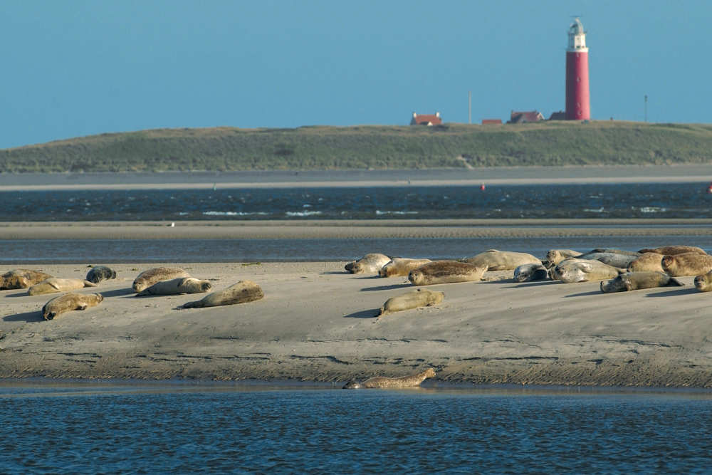 De Cocksdorp, lighthouse