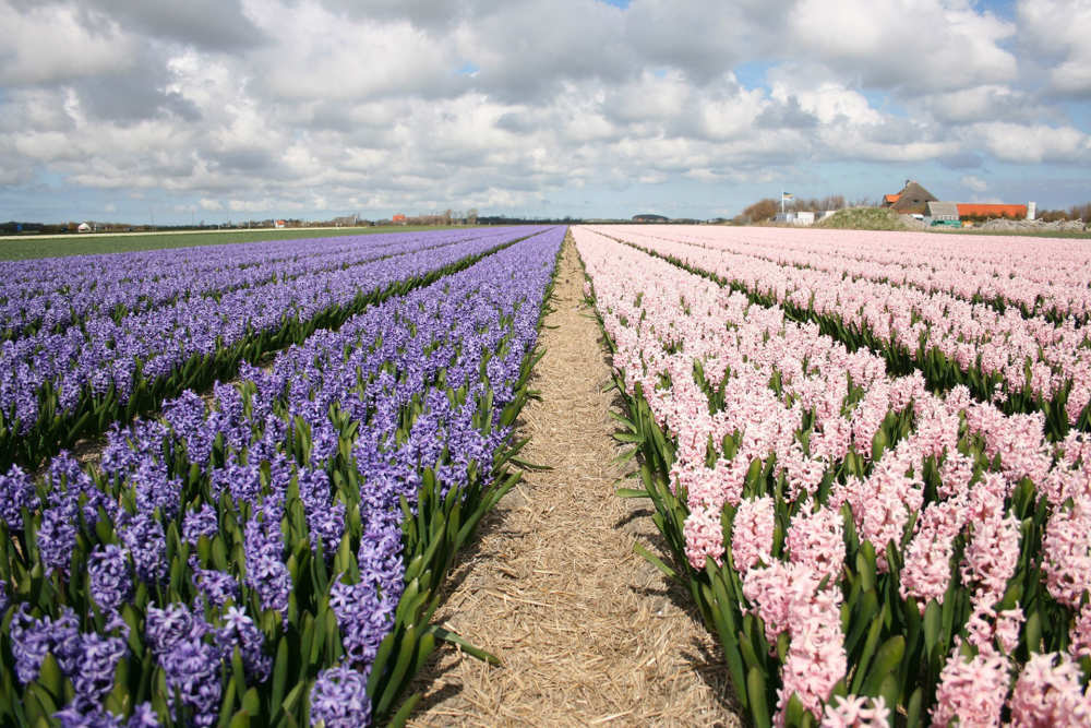 Den Hoorn, Blumenfeld