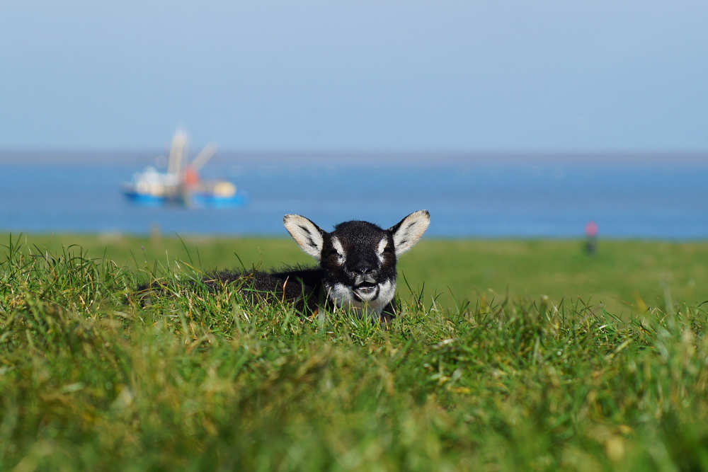 Fotoalbum März auf Texel