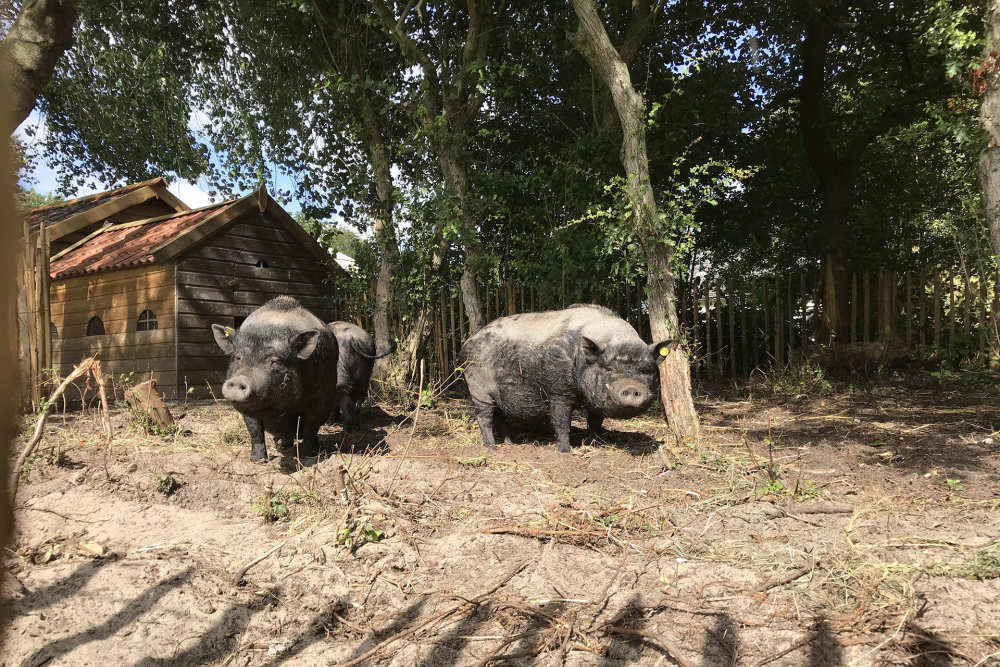 Ferienpark De Krim, Krim Natuuravontuur
