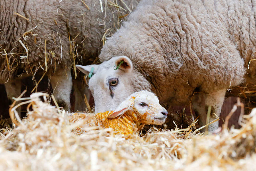 Schäferei Texel