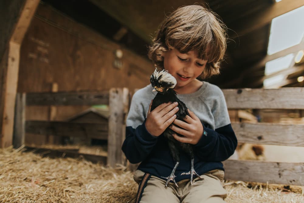 Schapenboederij op Texel