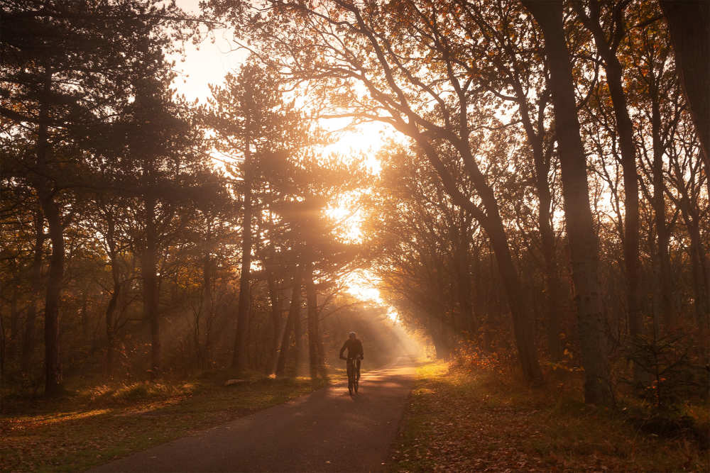 Herfst, Dennenbos