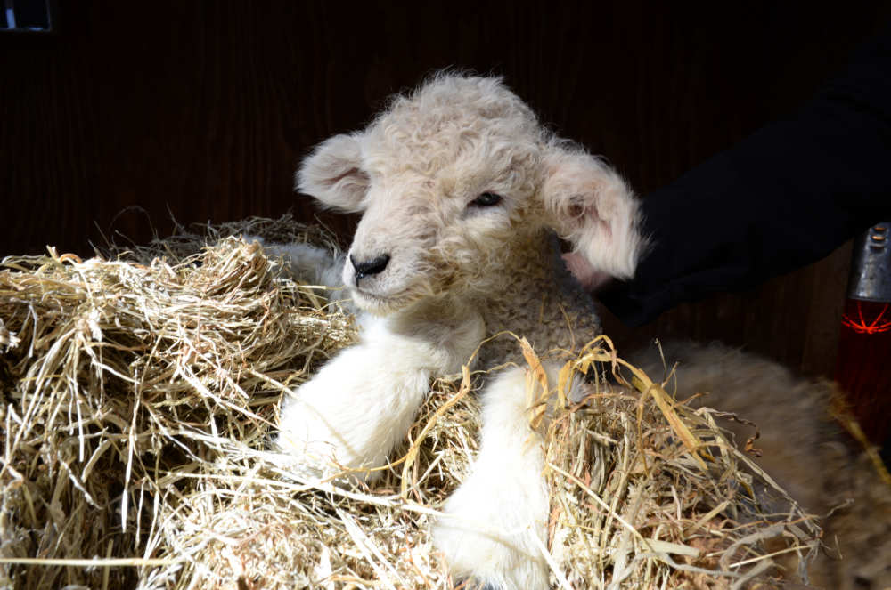 Schäferei Texel