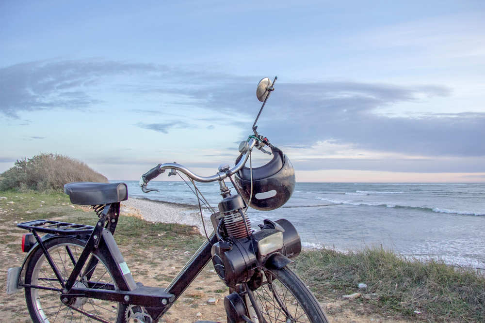 Solex auf Texel