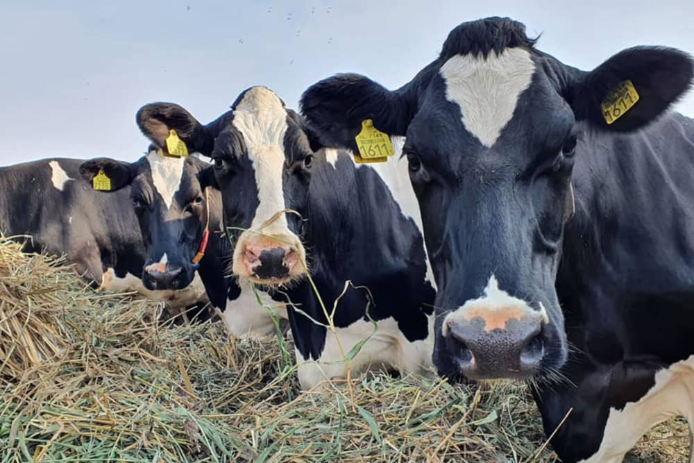 Fotoalbum Campina Open Boerderijdag