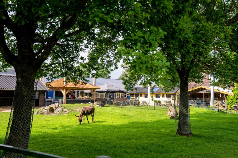FarmCamps Geele Bosch Friesland ezel boederij 