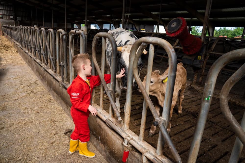 FarmCamps Geele Bosch Friesland koeien knuffel