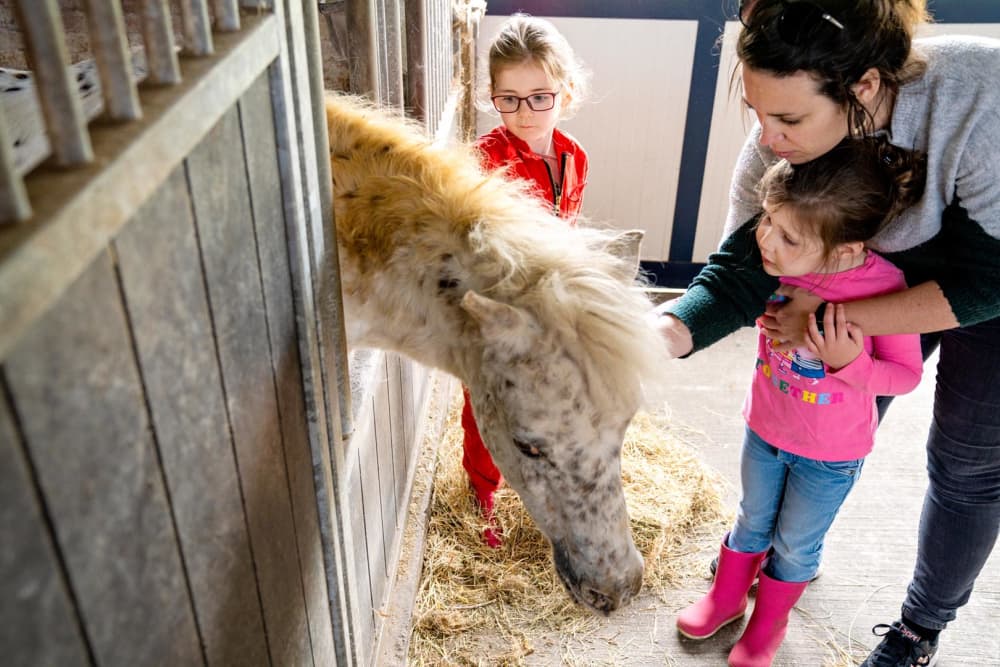 FarmCamps Geele Bosch Friesland pony knuffelen