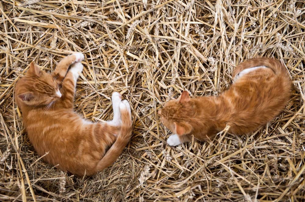 FarmCamps Geele Bosch Friesland katten in de s