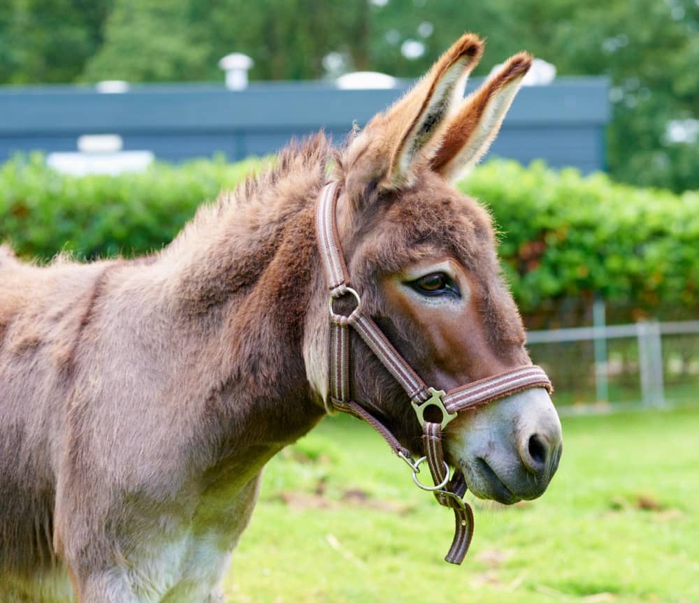 FarmCamps Geele Bosch Friesland lotte de ezel 