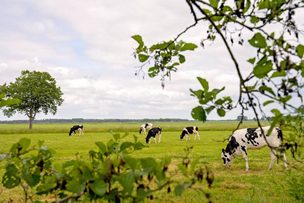 FarmCamps Geele Bosch Friesland koeien in de w
