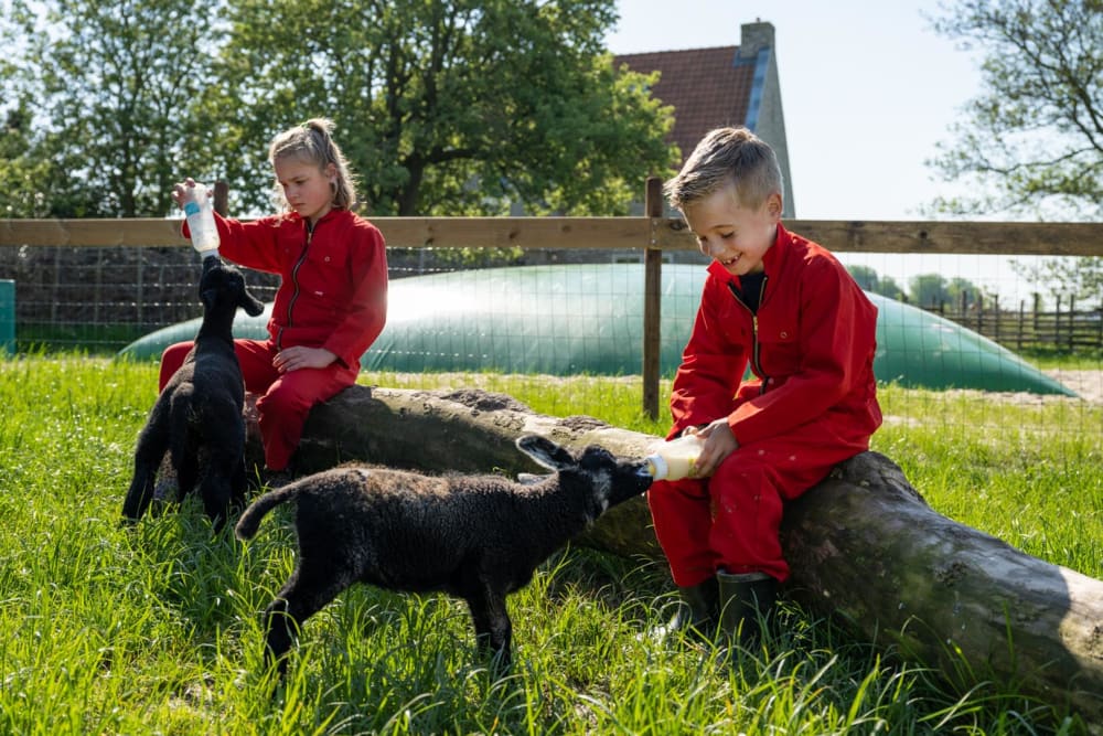 FarmCamps De Bonte Fries Friesland kinderen me