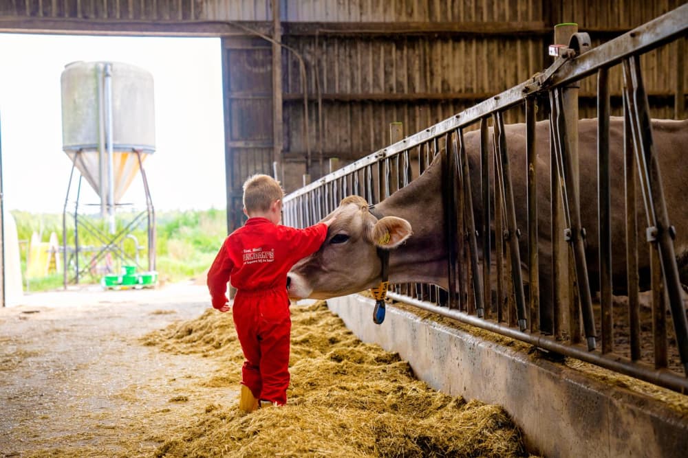 FarmCamps t Looveld Drenthe aaien in de stal k