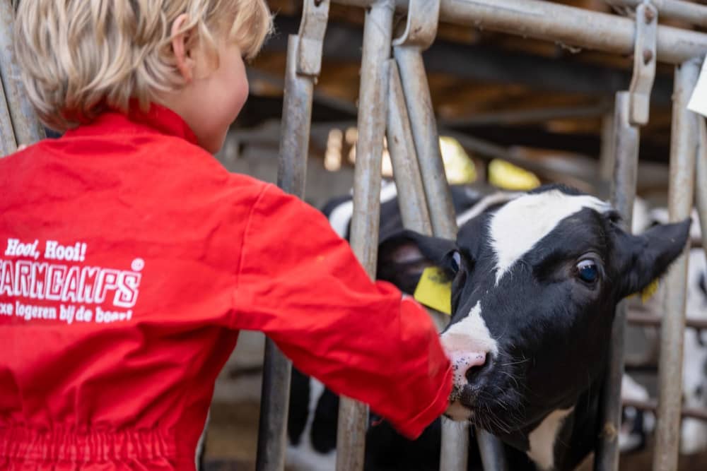 FarmCamps de Buitenhoeve Gelderland kalfje aai