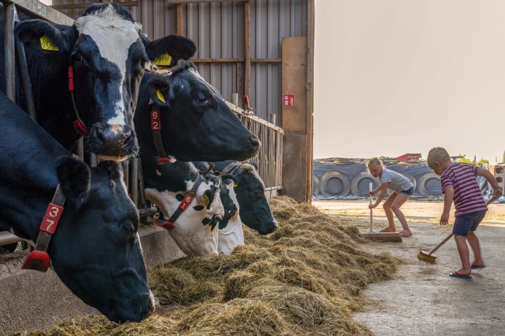 FarmCamps de Buitenhoeve Gelderland stallen aa