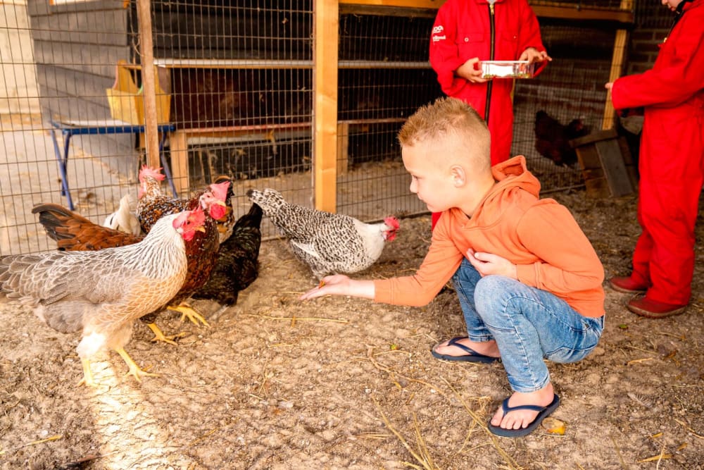 FarmCamps Hoeve Luyterheyde Noord-Brabant jong