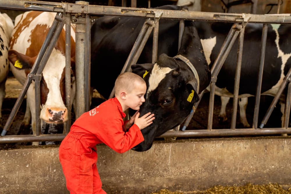 FarmCamps Op de Beemd Brabant jongen koe knuff