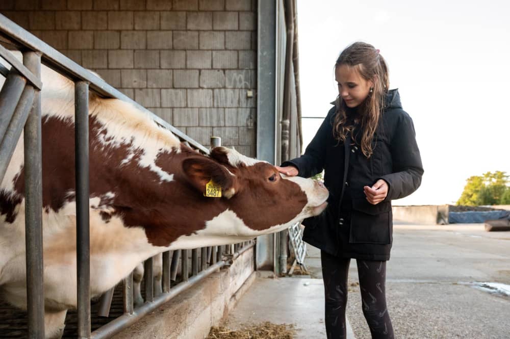 FarmCamps Kooij Hoeve Zuid-Holland koe in stal