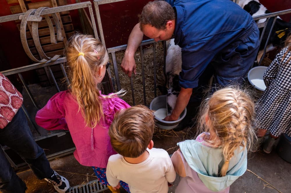 FarmCamps Kooij Hoeve Zuid-Holland voeren kalf