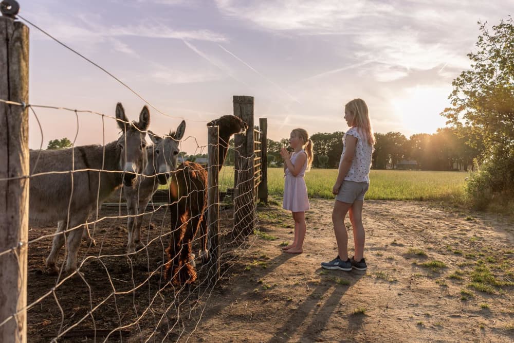 FarmCamps Breehees Noord-Brabant meisjes bij e