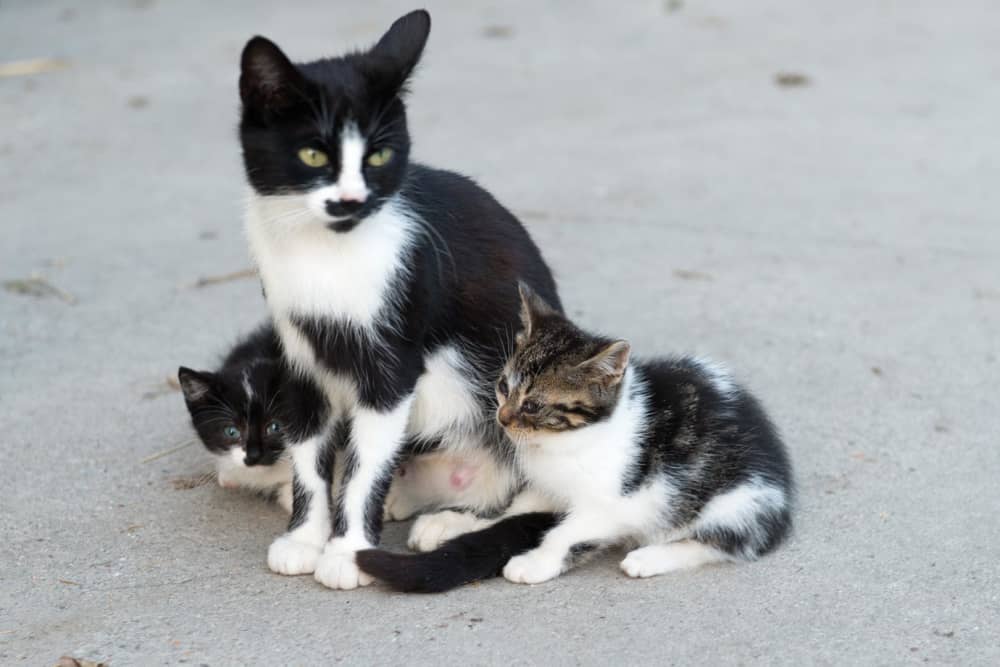 FarmCamps Five Star Zeeland kat  en kittens