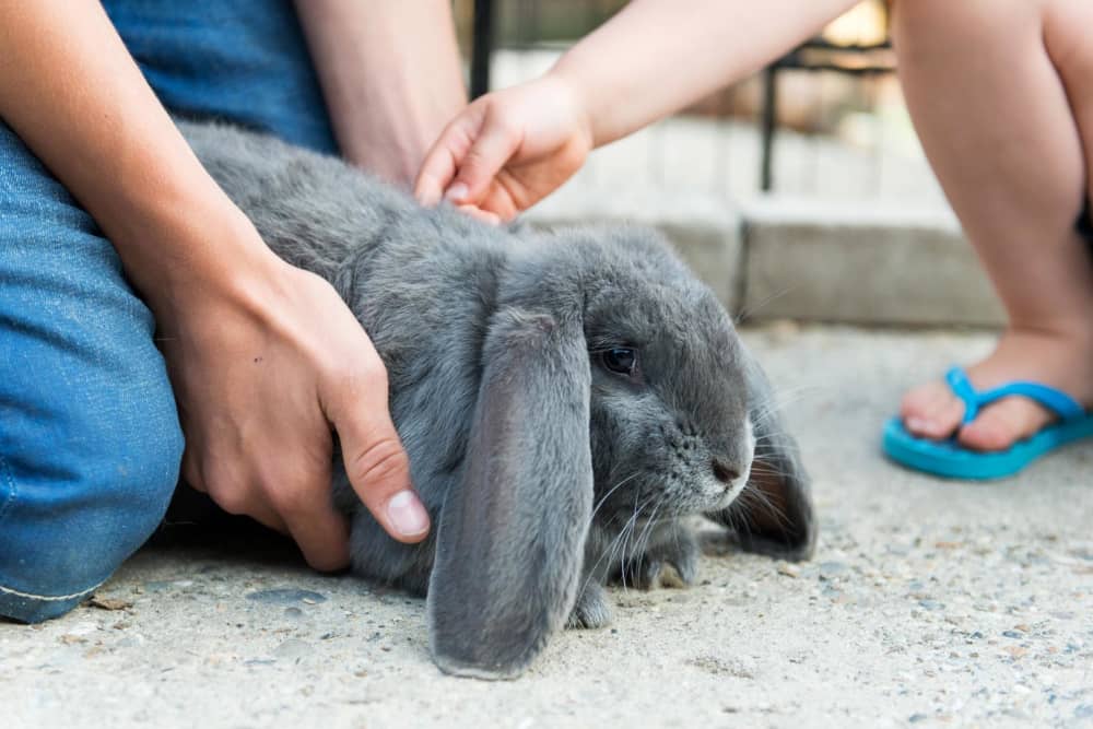 FarmCamps Five Star Zeeland konijn knuffelen