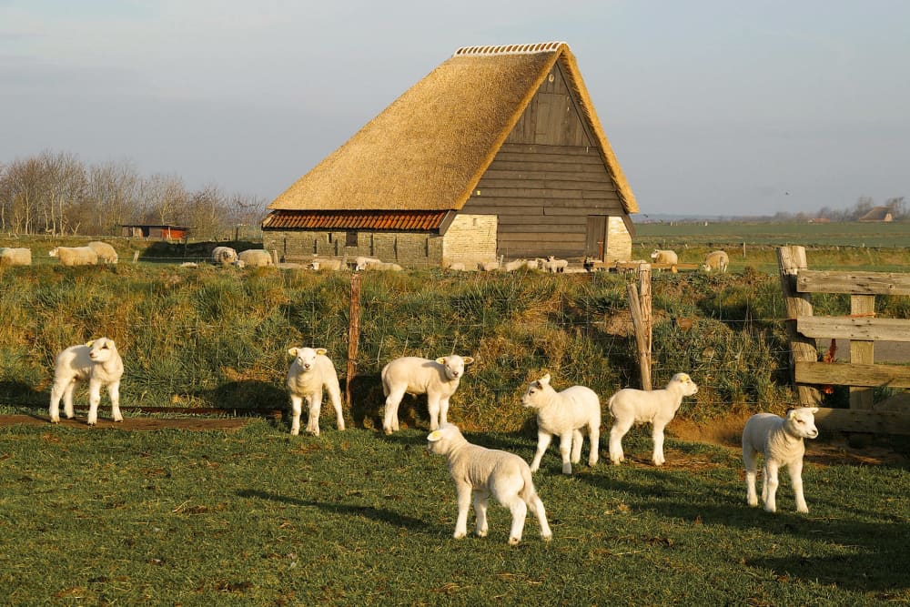 Sheep pen