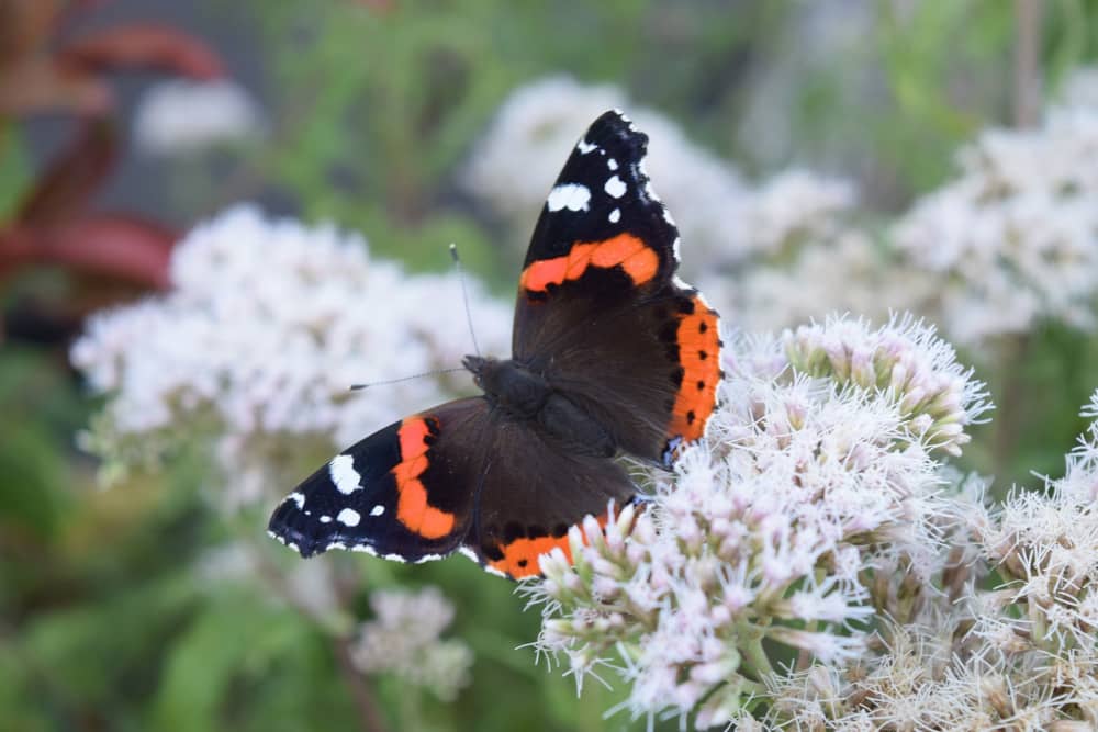 Visiting Garden