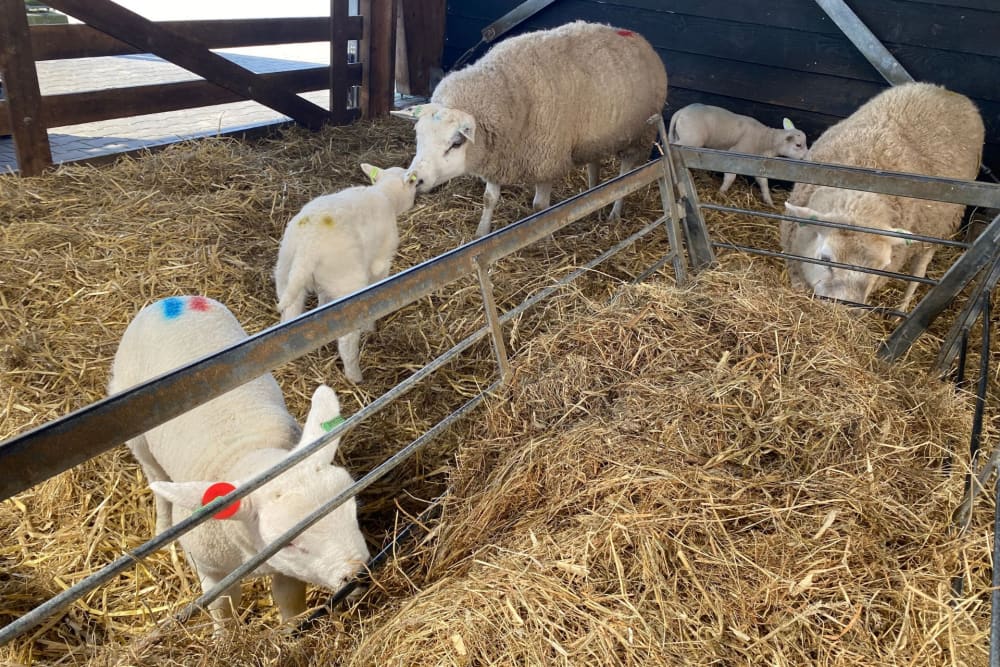 Schapenboerderij Texel