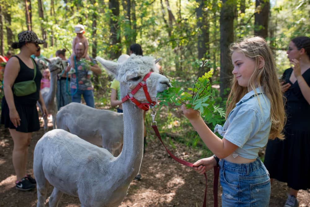 FarmCamps De Bosrand alpaca wandeling voeden