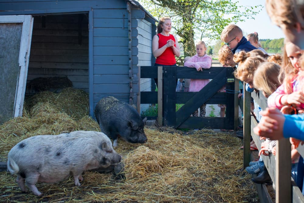 FarmCamps De Bosrand boerin varkens uitleg