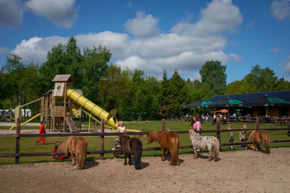 FarmCamps De Bosrand pony's voor glijbaan en p