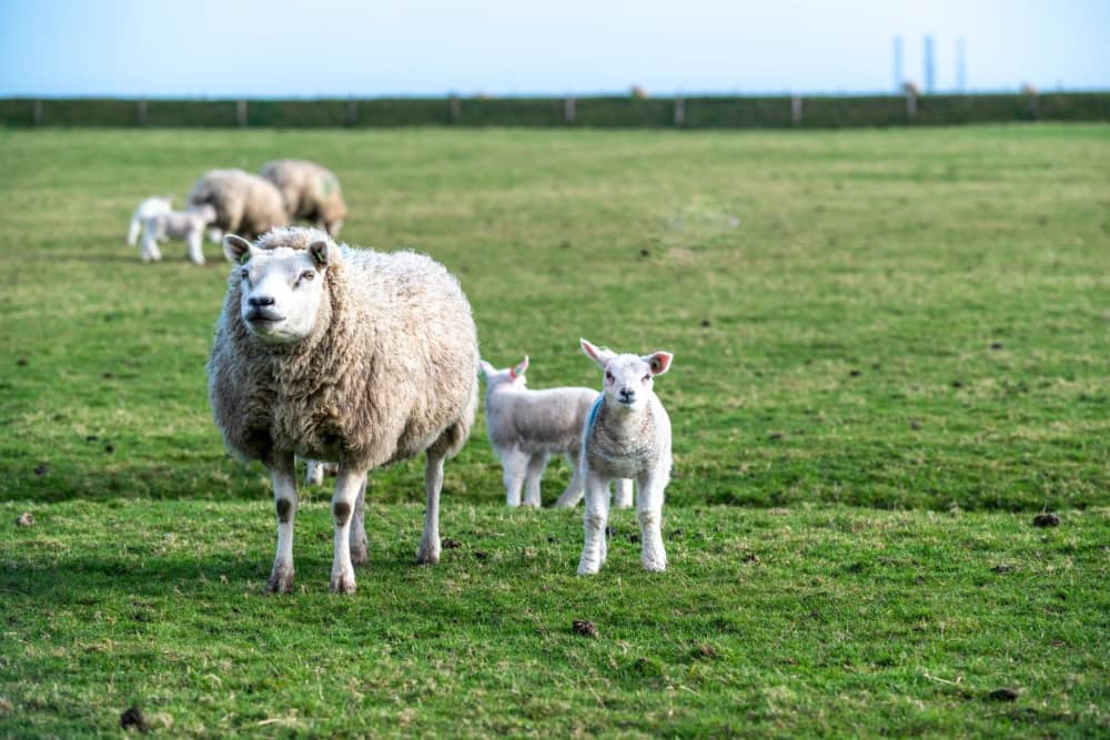 widget-image.fallbackAltText De Krim Texel Engels