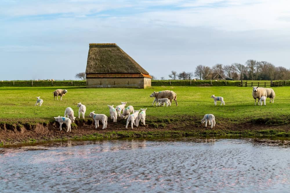 widget-image.fallbackAltText De Krim Texel Engels