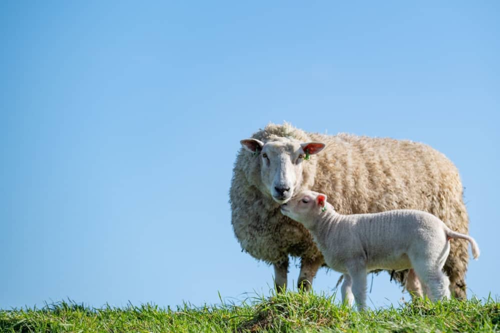 widget-image.fallbackAltText De Krim Texel Engels