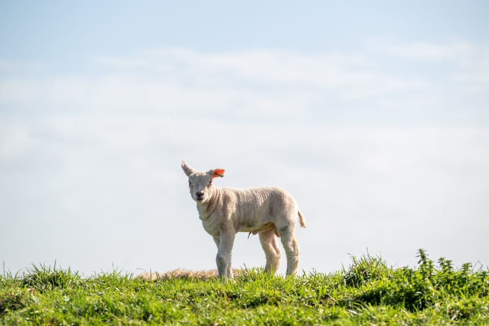 widget-image.fallbackAltText De Krim Texel Engels