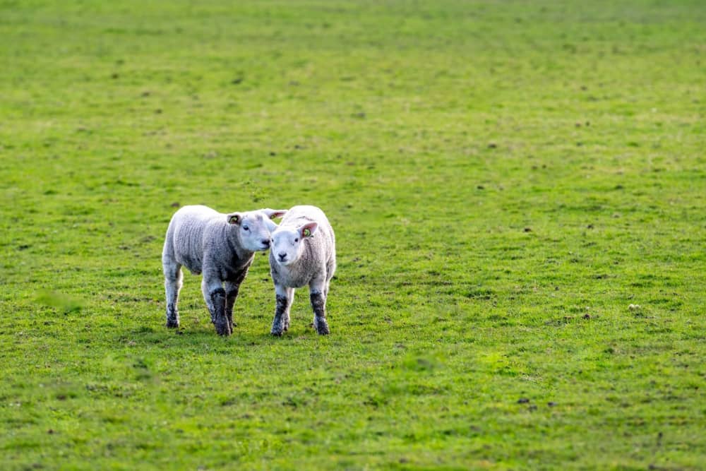 widget-image.fallbackAltText De Krim Texel Engels