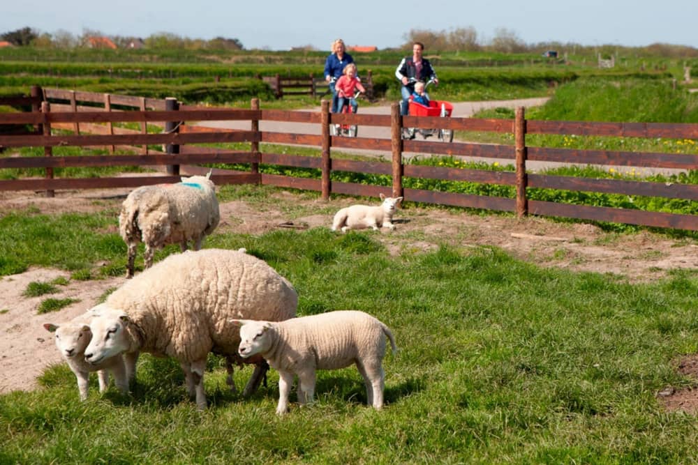 Day of the Sheep, Texel