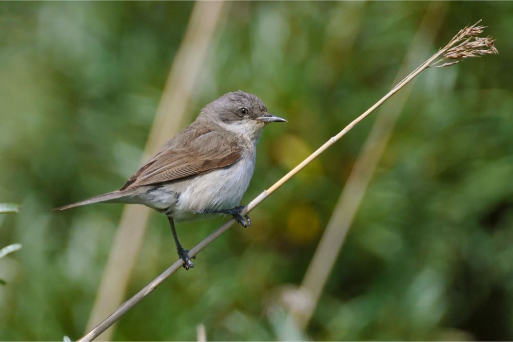 Lesser whitethroat