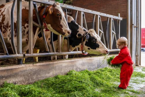 FarmCamps de Oostermaat Overijsel koeien voere