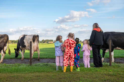 FarmCamps Kooij Hoeve Zuid-Holland koeien in d
