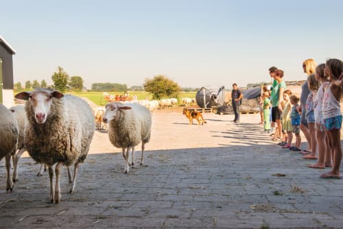 FarmCamps Mariekerke Zeeland schapen uit de we