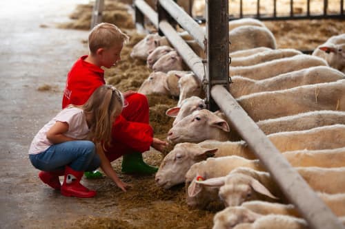 FarmCamps Mariekerke kinderen voeren schapen i