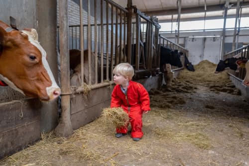 FarmCamps de Oostermaat Overijssel koeien voer